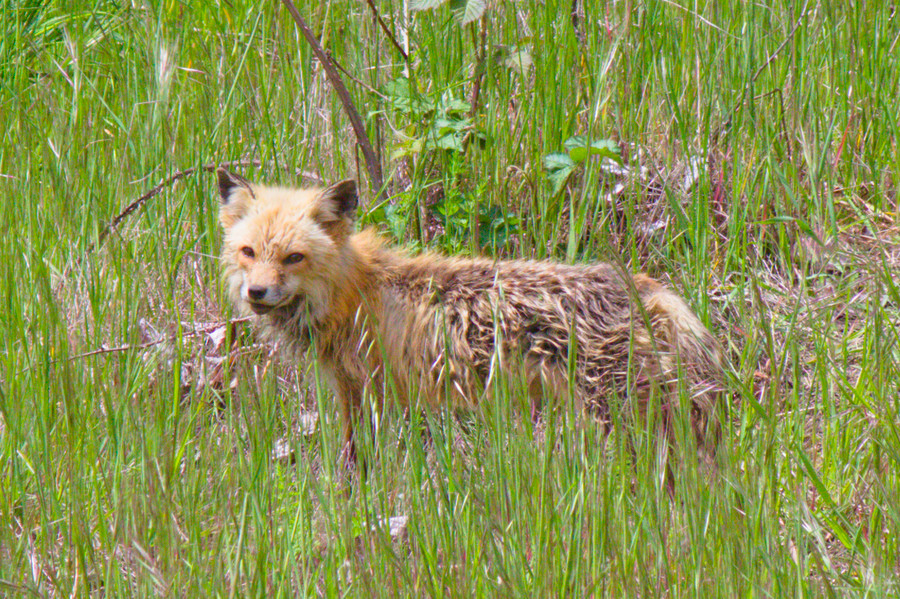 Fox staring at the camera at a side angle