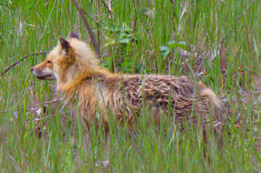 Fox facing forward at side angle