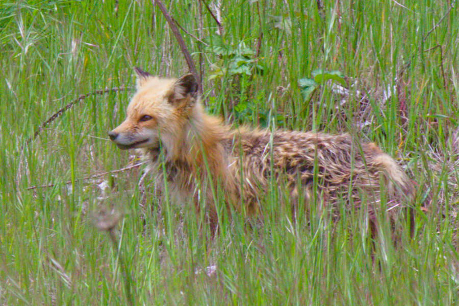 Fox facing forward from side angle