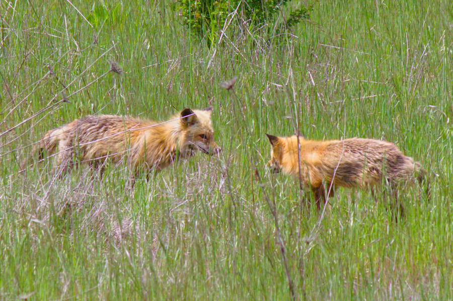 Two foxes looking at each other from side angle