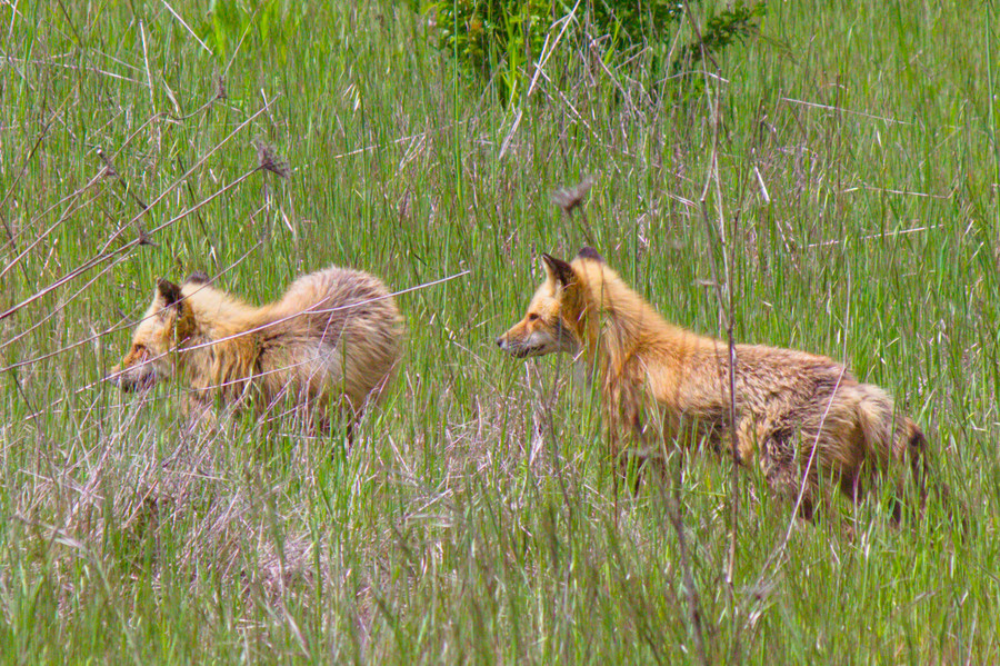 Two foxes facing same direction to the left