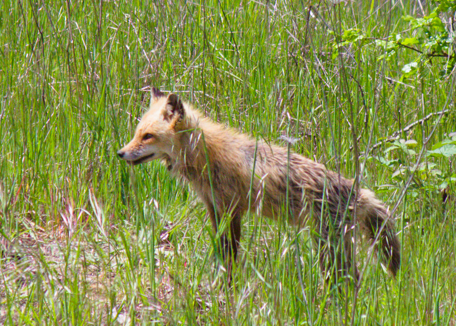 fox standing straight facing left
